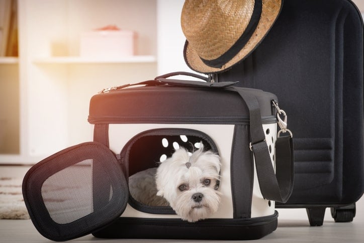 moving abroad with pets